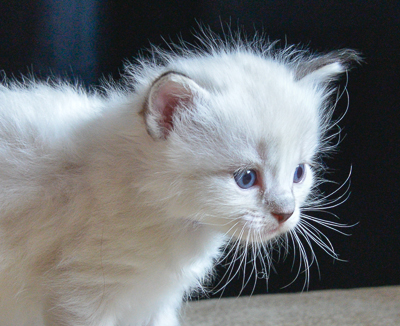 ragdoll kitten